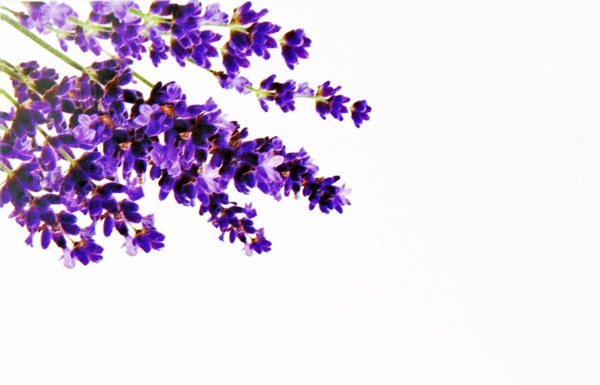 Picture of Florist Cards Small Lavender x 50Pcs